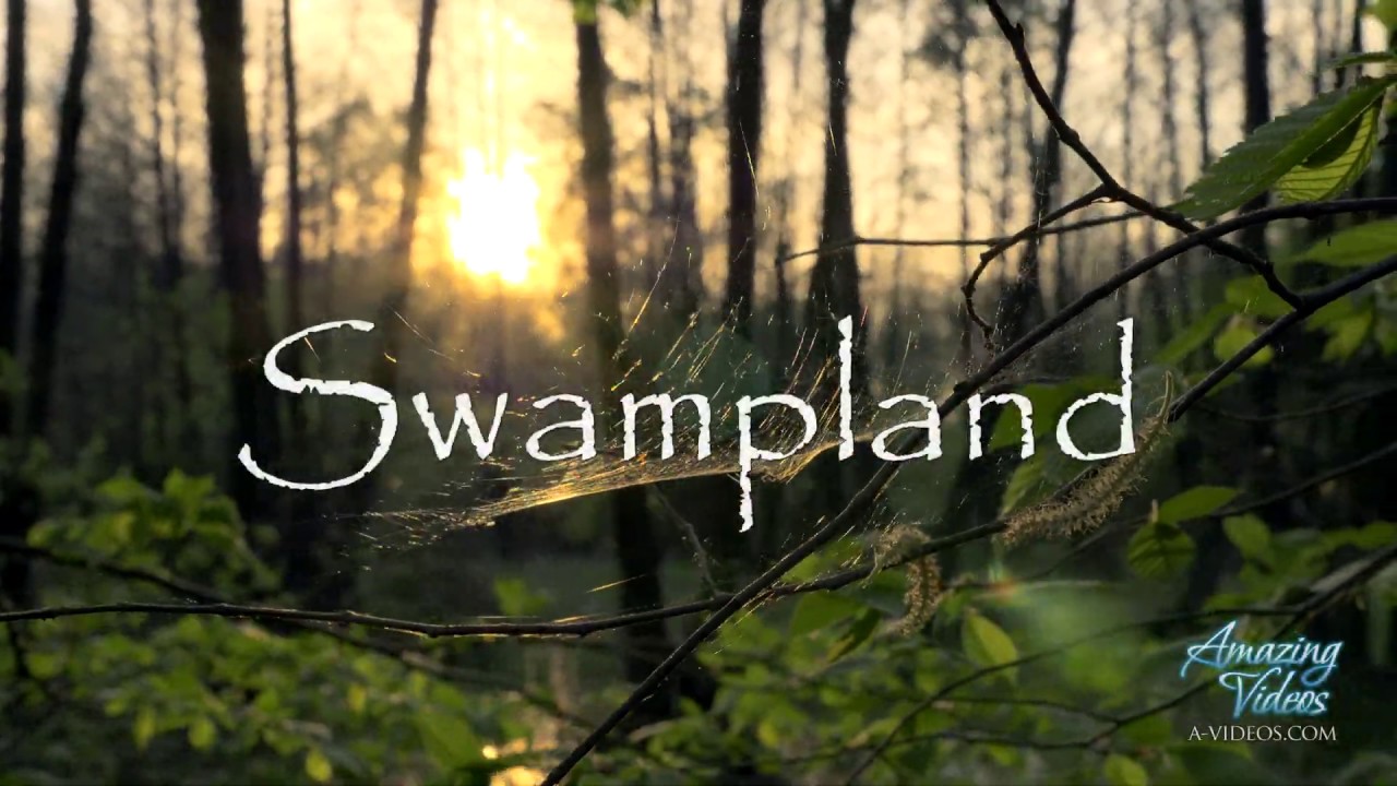 Swampland